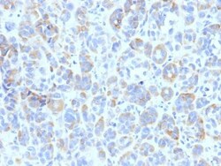 Biotium&nbsp;TYRP1 (Tyrosinase Related Protein 1)(TA99), CF740 conjugate, 0.1mg/mL