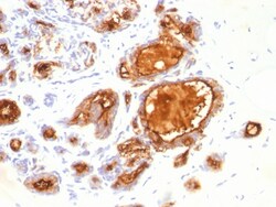 Biotium&nbsp;MUC1 / CA15-3 / EMA / CD227 (Epithelial Marker)(115D8),  CF740 conjugate, 0.1mg/mL