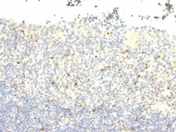 Biotium&nbsp;FOXP3(3G3), CF740 conjugate, 0.1mg/mL