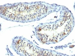 Biotium&nbsp;Prolactin Receptor(B6.2), CF740 conjugate, 0.1mg/mL