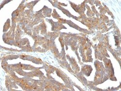 Biotium&nbsp;GnRH-Receptor (LHRH Receptor)(F1G4), CF740 conjugate, 0.1mg/mL
