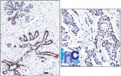 Biotium&nbsp;Progesterone Receptor(PR501), CF740 conjugate, 0.1mg/mL