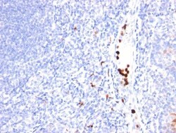 Biotium&nbsp;CD2(LFA2/600), CF740 conjugate, 0.1mg/mL
