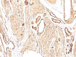Biotium&nbsp;Smooth Muscle Actin(1A4), CF740 conjugate, 0.1mg/mL