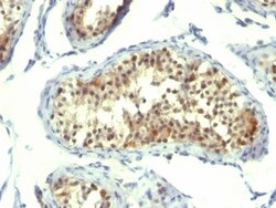 Biotium&nbsp;Thymidylate Synthase(TMS715), CF740 conjugate, 0.1mg/mL
