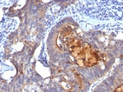 Biotium&nbsp;IgA Secretory Component(ECM1/792), CF740 conjugate, 0.1mg/mL