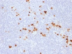 Biotium&nbsp;Human IgG (Immunoglobulin Gamma Heavy Chain) (B-Cell Marker) (IG507R),  CF740 conjugate, 0.1mg/mL