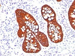 Biotium&nbsp;Cytokeratin 19(A53-B/A2.26 + BA17), CF740 conjugate, 0.1mg/mL