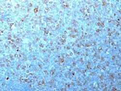 Biotium&nbsp;p34 / cdk1(CDK1/873), CF740 conjugate, 0.1mg/mL