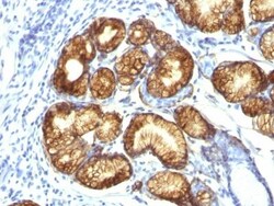 Biotium&nbsp;Mucin 6 (MUC6)(CLH5), CF740 conjugate, 0.1mg/mL