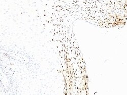 Biotium&nbsp;Human Papillomavirus 16 (HPV-16)(CAMVIR-1), CF740 conjugate, 0.1mg/mL