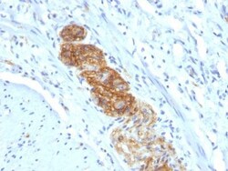 Biotium&nbsp;CD56 / NCAM(NCAM1/784), CF740 conjugate, 0.1mg/mL
