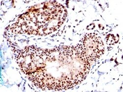 Biotium&nbsp;TRP1 (Tyrosinase Related Protein 1) (TA99 + TYRP1/807), CF740 conjugate, 0.1mg/mL