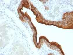 Biotium&nbsp;Mucin 1 / EMA / Episialin / CD227(VU-2G7), CF740 conjugate, 0.1mg/mL