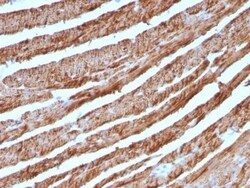 Biotium&nbsp;Cytochrome C(CTC05), CF740 conjugate, 0.1mg/mL