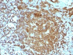 Biotium&nbsp;CD45RA(PTPRC/818), CF740 conjugate, 0.1mg/mL