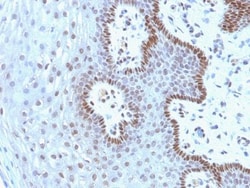 Biotium&nbsp;c-Myc(9E10.3), CF640R conjugate, 0.1mg/mL