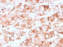 Biotium&nbsp;Prolactin Receptor (hPRL Receptor)(rPRLR/742), CF488A conjugate, 0.1mg/mL