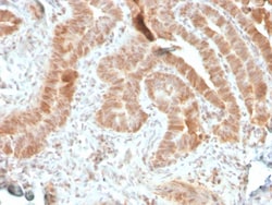 Biotium&nbsp;AKT1 (Prognostic Marker for Neuroendocrine Tumors)(rAKT1/2491), CF488A conjugate, 0.1mg/mL