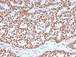 Biotium&nbsp;Estrogen Receptor, alpha (Marker of Estrogen Dependence)(ESR1/3557), CF488A conjugate, 0.1mg/mL