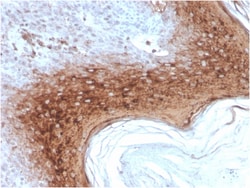 Biotium&nbsp;Involucrin (Squamous Cell Terminal Differentiation Marker)(rIVRN/827), CF405S conjugate, 0.1mg/mL