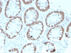 Biotium&nbsp;CDX2 / Caudal Type Homeobox 2 (GI Epithelial Marker)(rCDX2/1690), CF640R conjugate, 0.1mg/mL