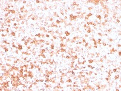 Biotium&nbsp;Human Lambda Light Chain (B-Cell Marker)(rLLC/3777), CF405S conjugate, 0.1mg/mL