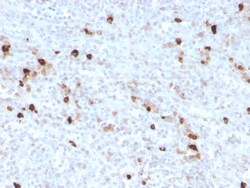 Biotium&nbsp;Human IgM (Immunoglobulin Mu Heavy Chain) (B-Cell Marker)(IGHM/3776R), CF647 conjugate, 0.1mg/mL