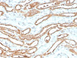 Biotium&nbsp;Aurora B (Proliferation Marker)(rAURKB/1592), CF405S conjugate, 0.1mg/mL