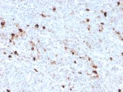 Biotium&nbsp;Human IgM (Immunoglobulin Mu Heavy Chain) (B-Cell Marker)(IGHM/3776R), CF640R conjugate, 0.1mg/mL
