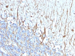 Biotium&nbsp;Neurofilament (H+L) (Neuronal Marker)(2F11), 0.2mg/mL