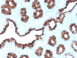 Biotium&nbsp;pS2 / pNR-2 / TFF1 (Estrogen-Regulated Protein)(rTFF1/1091), 1mg/mL