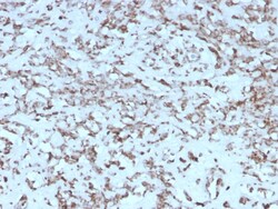 Biotium&nbsp;Cytochrome C (Mitochondrial Marker)(rCYCS/1010), CF647 conjugate, 0.1mg/mL