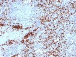 Biotium&nbsp;CD61 / Integrin '3 / Platelet Glycoprotein IIIa (Platelet Marker)(rITGB3/2145), CF405S conjugate, 0.1mg/mL
