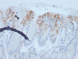 Biotium&nbsp;MUC2 (Mucin 2)(rMLP/842), CF640R conjugate, 0.1mg/mL
