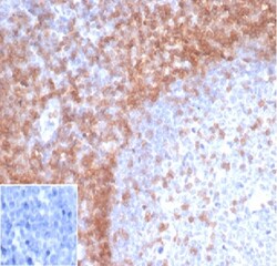 Biotium&nbsp;CD3e (T-Cell Marker)(rC3e/1931), CF640R conjugate, 0.1mg/mL