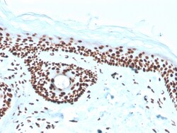 Biotium&nbsp;Nucleophosmin (Acute Myeloid Leukemia Marker)(rNPM1/1901), CF405S conjugate, 0.1mg/mL