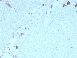 Biotium&nbsp;ATG5 (Autophagy Marker)(rATG5/2553), CF640R conjugate, 0.1mg/mL