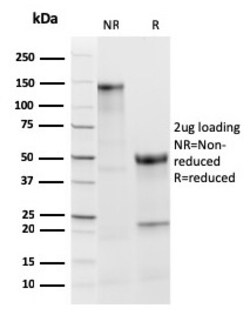 Biotium&nbsp;TPO (Thyroid Peroxidase) (Thyroid Marker)(TPO/3813R), CF647 conjugate, 0.1mg/mL