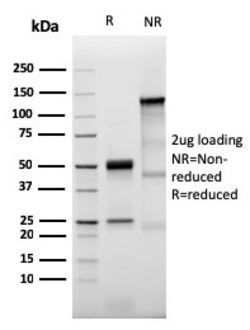 Biotium&nbsp;Prolactin Receptor (hPRL Receptor)(PRLR/3785R), CF568 conjugate, 0.1mg/mL