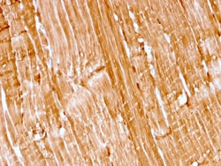 Biotium&nbsp;Myoglobin (Muscle Cell Marker)(rMB/2105), CF640R conjugate, 0.1mg/mL