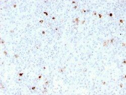 Biotium&nbsp;IgM (Immunoglobulin Mu Heavy Chain) (B-Cell Marker)(rIM260), CF640R conjugate, 0.1mg/mL