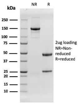 Biotium&nbsp;EGFR (Epidermal Growth Factor Receptor)(rGFR/1667), CF647 conjugate, 0.1mg/mL