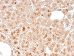 Biotium&nbsp;LMO2 (B-Cell Marker)(rLMO2/1971), CF647 conjugate, 0.1mg/mL
