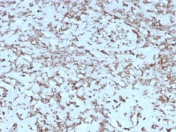 Biotium&nbsp;Cytochrome C (Mitochondrial Marker)(rCYCS/1010), CF405S conjugate, 0.1mg/mL