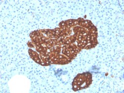 Biotium&nbsp;Synaptophysin (Neuroendocrine Marker)(SYP/3551), CF640R conjugate, 0.1mg/mL
