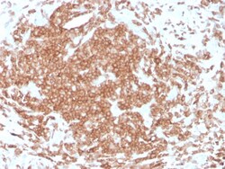 Biotium&nbsp;CD3e (T-Cell Marker)(rC3e/1308), CF640R conjugate, 0.1mg/mL