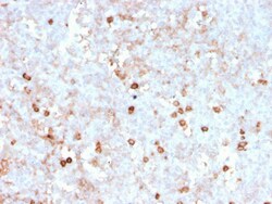 Biotium&nbsp;CD14 (Monocyte / Macrophage Marker)(rLPSR/2408), CF594 conjugate, 0.1mg/mL