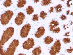 Biotium&nbsp;MUC5AC (Mucin 5AC / Gastric Mucin)(rMUC5AC/3779), CF594 conjugate, 0.1mg/mL