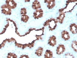 Biotium&nbsp;pS2 / pNR-2 / TFF1 (Estrogen-Regulated Protein)(rTFF1/1091), CF594 conjugate, 0.1mg/mL